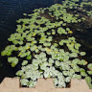 Meet your Posher, Susiqf